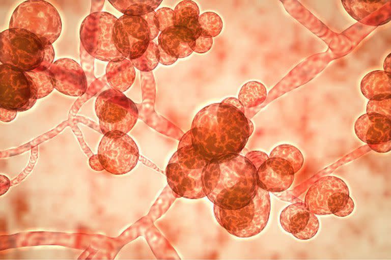 La C. auris es el hongo más detectado en las unidades de terapia intensiva en el mundo.