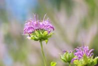 <p>Bergamot, also known as Bee Balm, is most often used in tea or perfumes due to its fragrant aroma. They are native to North America and are loved by bees, hummingbirds, and other insects, making them a wonderful addition to a butterfly garden. The purple flowers make for a colorful garnish, and the leaves project a strong citrus note.</p>