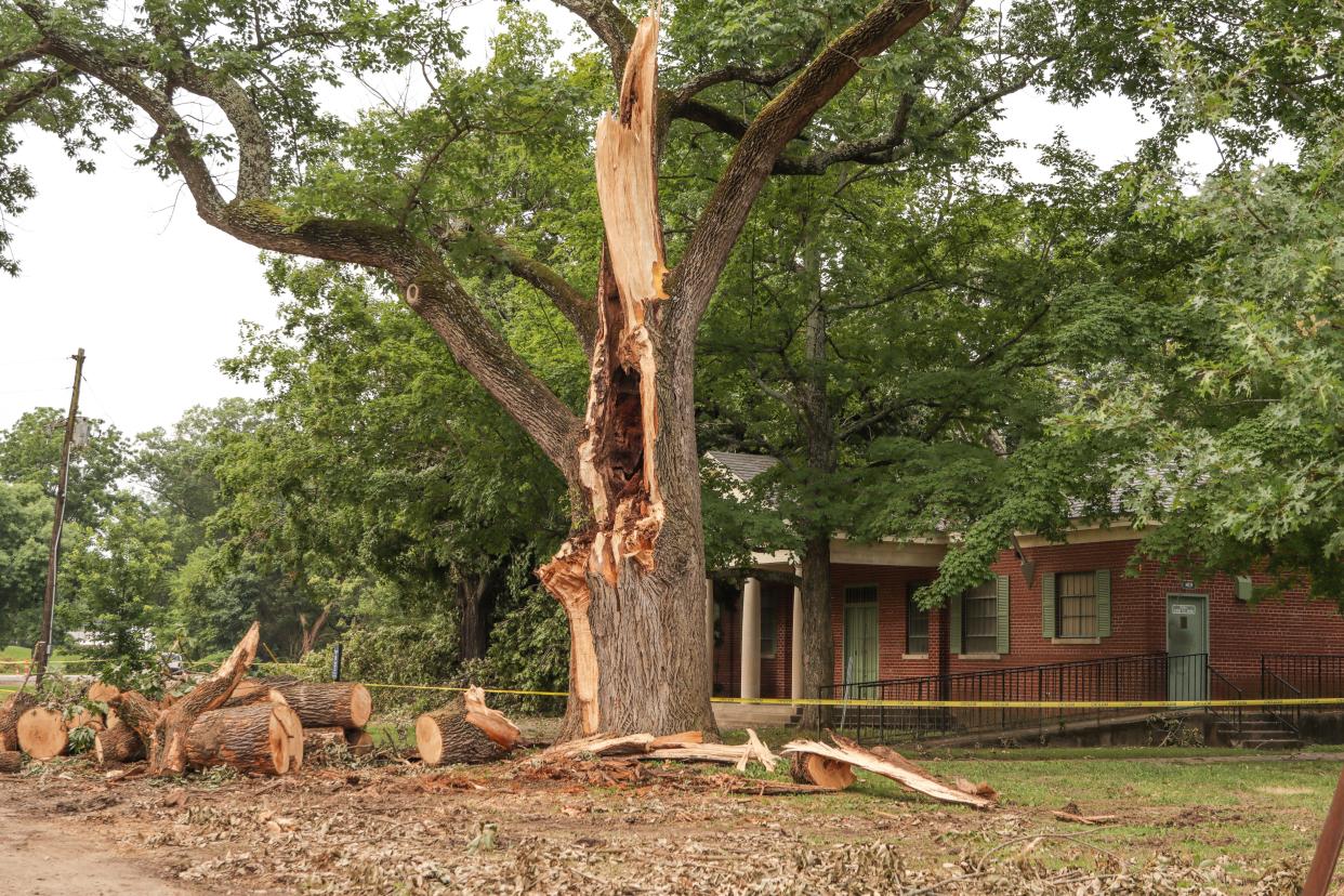 Ash Tree in front of the lodge at Chickasaw Park on Monday, July 8, 2024. An EF1 tornado hit western Louisville on Thursday, July 4, 2024.