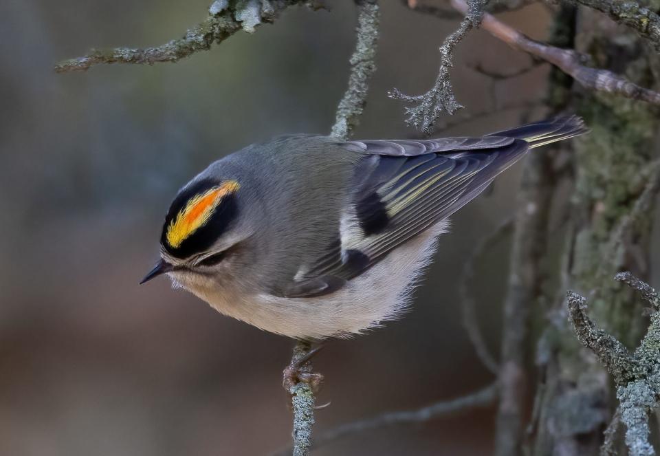 A male golden-crowned kinglet