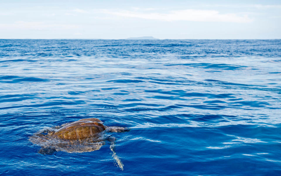 極度瀕危的欖蠵龜（olive ridley sea turtle）在太平洋上浮出水面。