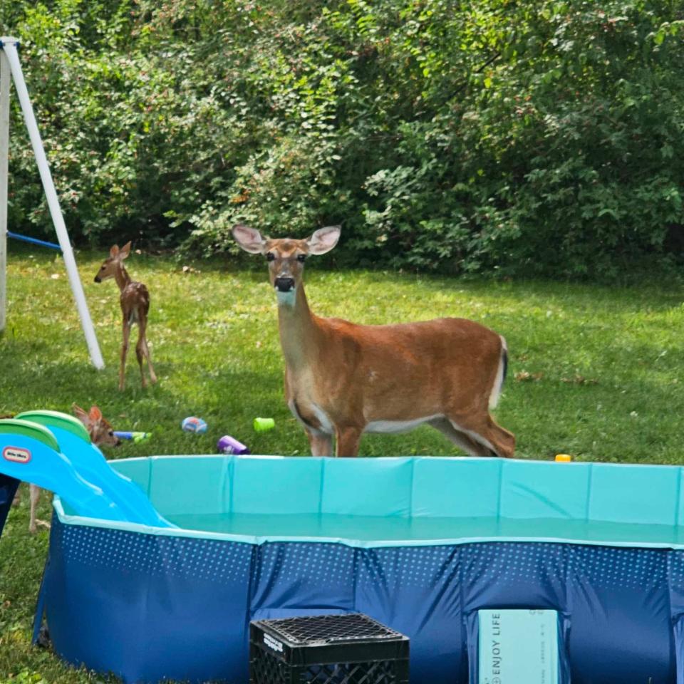 Baby deer play in a Stow resident's backyard pool on June 20.