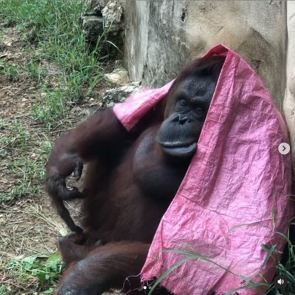 猩猩們拿起帆布遮雨睡覺。（圖／翻攝自壽山動物園IG）