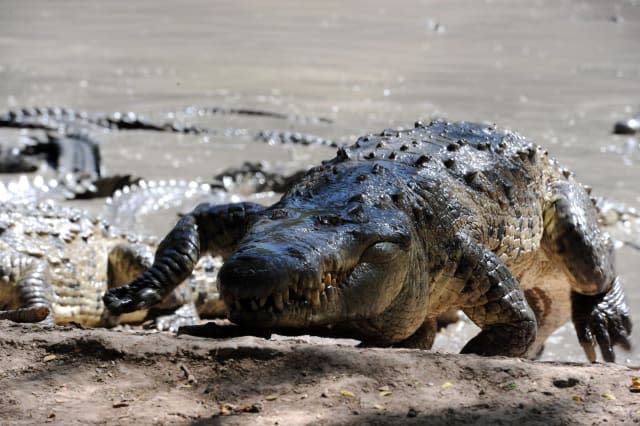 Boy 'lucky to be alive' after crocodile drags him into river