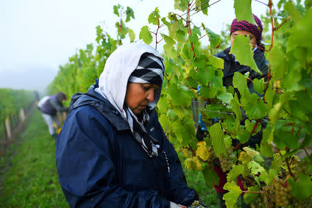 FILE PHOTO: Migrant workers pick grapes at a vineyard in Aylesford, Kent, Britain, October 5, 2018. REUTERS/Dylan Martinez/File Photo