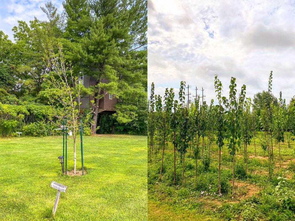 Left: A grassy field with trees in the background hiding a brown treehouse. Right: A vineyard on a cloudy day.