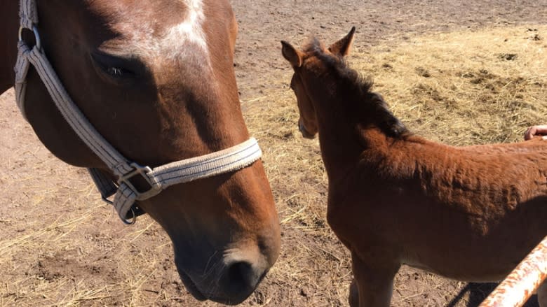 Contagious horse disease hits New Brunswick, cancels equestrian events