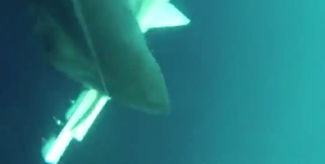 Great white shark attacks underwater drone (video)