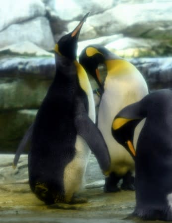 Broody male penguin couple adopt egg at Berlin Zoo