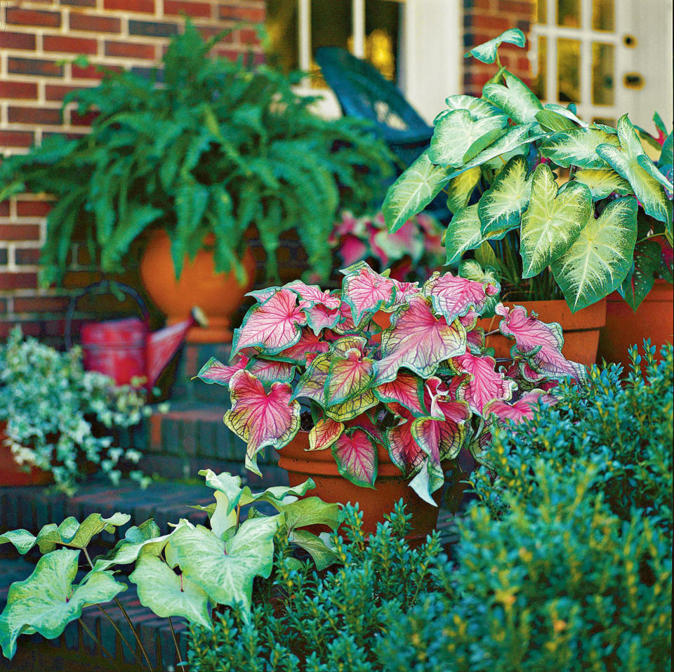 Caladium Combination