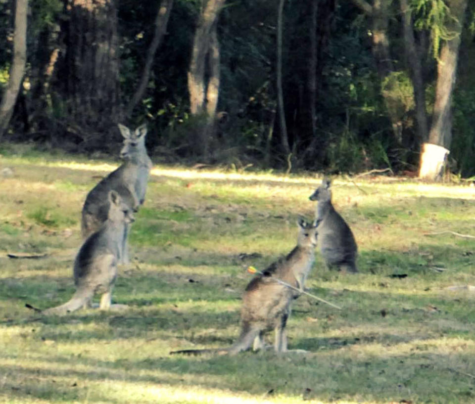 Police are hunting for a “cruel” shooter after a kangaroo was spotted with an arrow. Photo: Facebook/ Eyewatch – Manningham Police Service Area