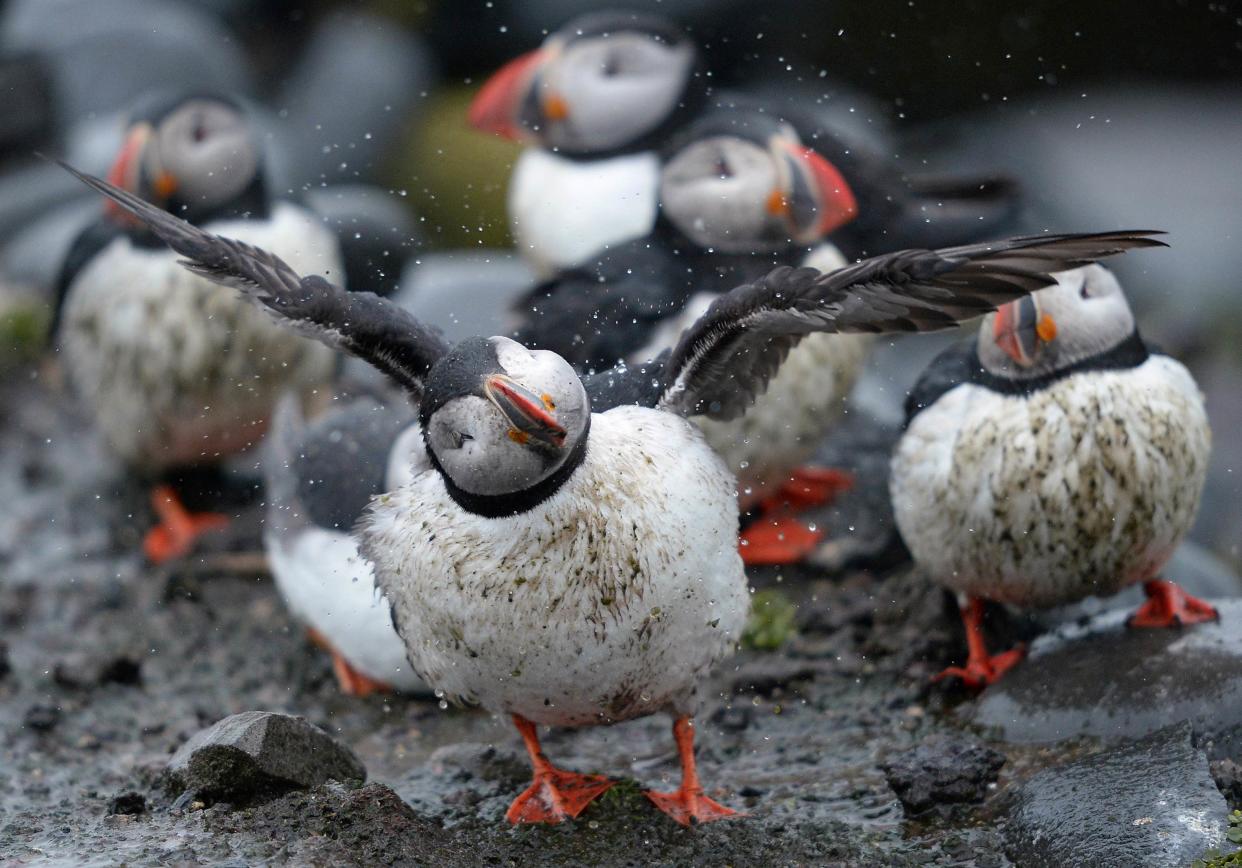 A puffin shakes off the rain on the Farne Islands off the Northumberland coast (Reuters)