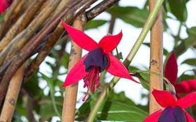 Fuchsia ‘Lady Boothby is the longest, brightest flower every season - Victorian Climbing 