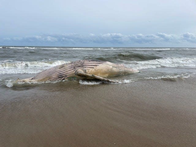 A 30-foot-long humpback washed up on Cape Hatteras National Seashore between Avon and Buxton on Dec. 5. Three humpbacks have washed up along the N.C. coast in recent weeks.