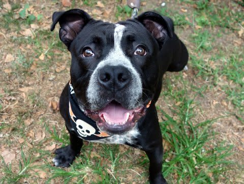 Portland is sweet, cute, playful, loving and friendly to everyone. He's great on a leash, loves to play with toys, and absolutely loves being petted.   Meet this 3-year-old sweetie at ACC’s Manhattan Care Center at 326 E. 110th Street or email adoption@nycacc.org with his A#, A1052824. Here's <a href="http://www.petharbor.com/pet.asp?uaid=NWYK.A1052824" target="_blank">Portland's adoption listing</a>.  Find out more from <a href="https://www.facebook.com/NYCACC/">Animal Care Centers of NYC</a>.