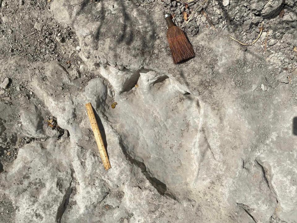 A wooden ruler is roughly half the size of this dinosaur track in Dinosaur Valley State Park in Glen Rose, Texas, in August 2023.