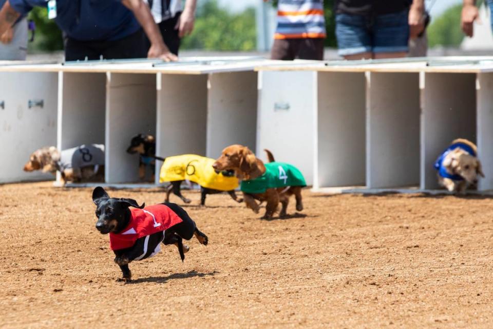 Pat and Mark Wilson’s dachshund Abby breaks from the starting line during Red Mile’s 2021 Wiener Dog Race at Red Mile Race Track in Lexington. The track is hosting Wiener dog, corgi and all breed races this weekend.