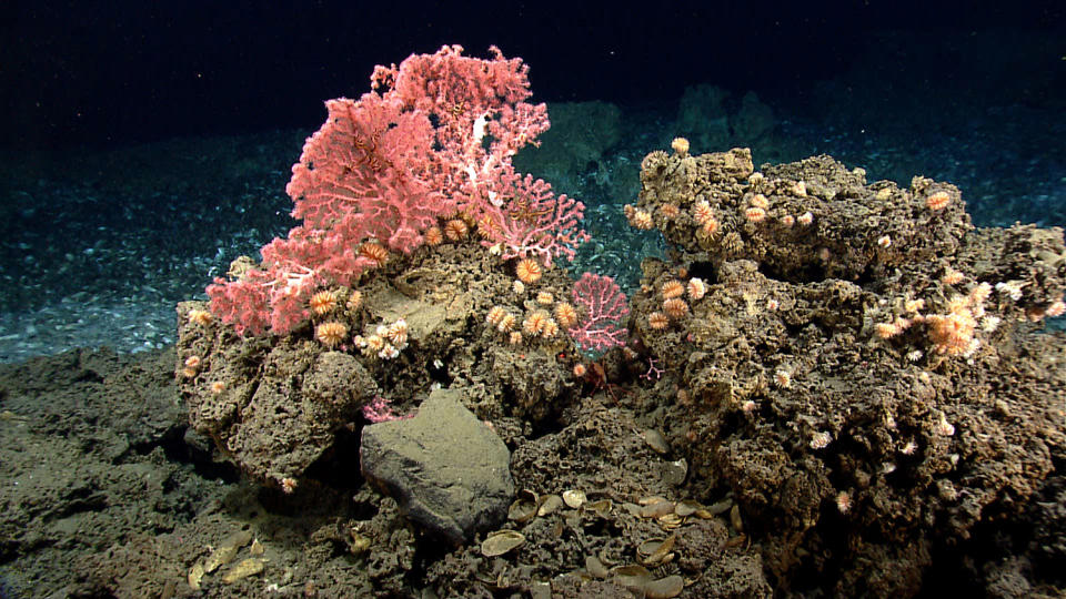 <p>This undated file photo released by the National Oceanic and Atmospheric Administration made during the Northeast U.S. Canyons Expedition 2013, shows corals on Mytilus Seamount off the coast of New England in the North Atlantic Ocean. (Photo: NOAA Okeanos Explorer Program/2013 Northeast U.S. Canyons Expedition) </p>