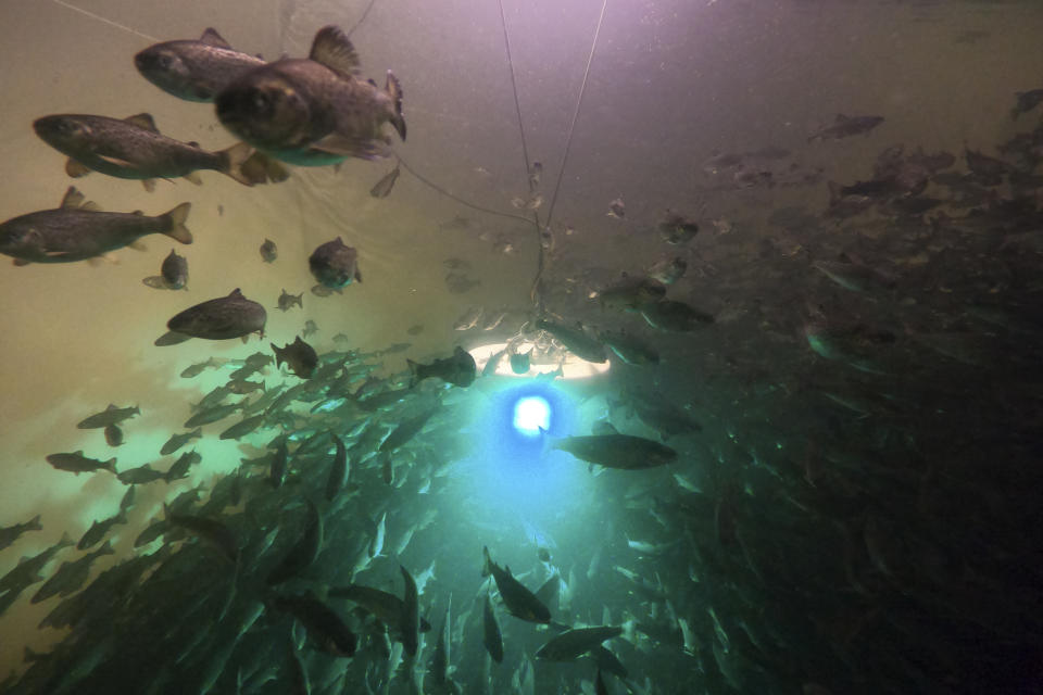 Salmon school inside a tank at the Atlantic Sapphire Bluehouse indoor salmon farm in Homestead, Fla., Thursday, June 29, 2023. Large indoor tanks are designed to mimic the natural environment of salmon by establishing the right temperature, the right salinity and the right lighting. (AP Photo/Rebecca Blackwell)