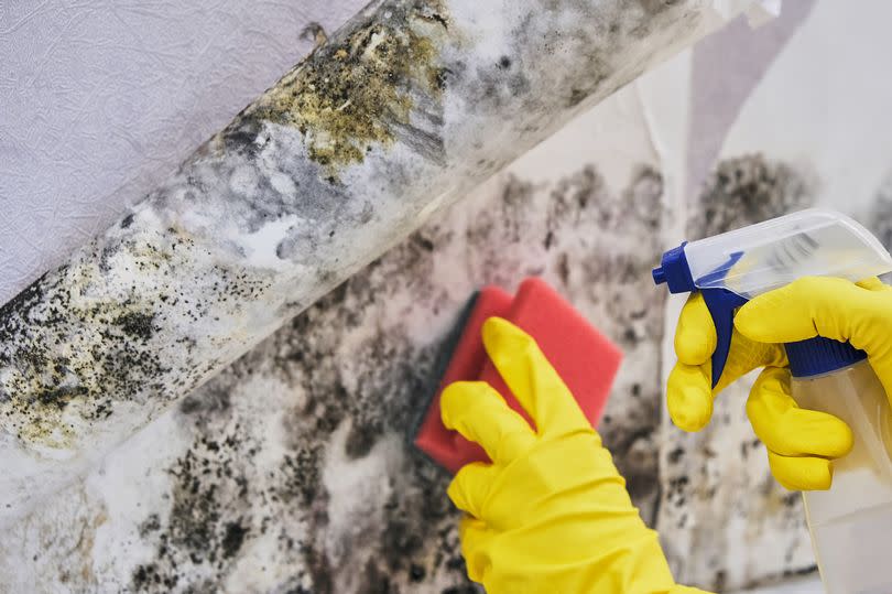 Someone cleaning mould from a wall