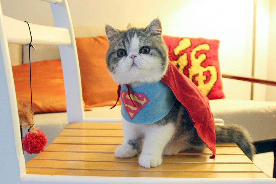 Strike a ‘paws’ – owner dresses her cats as cartoon characters and the effect is hilarious