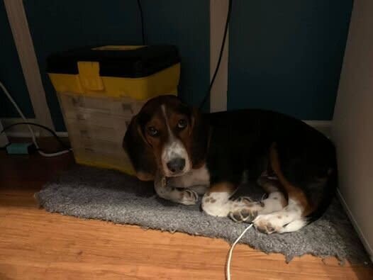 "This is Orion, the beagle. Steals my AirPods and unapologetically sits on them under my desk while I&rsquo;m working." &mdash; <i>Amanda J.</i>