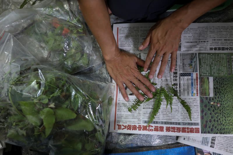 The Wider Image: Taiwan plant hunters race to collect rare species before they are gone