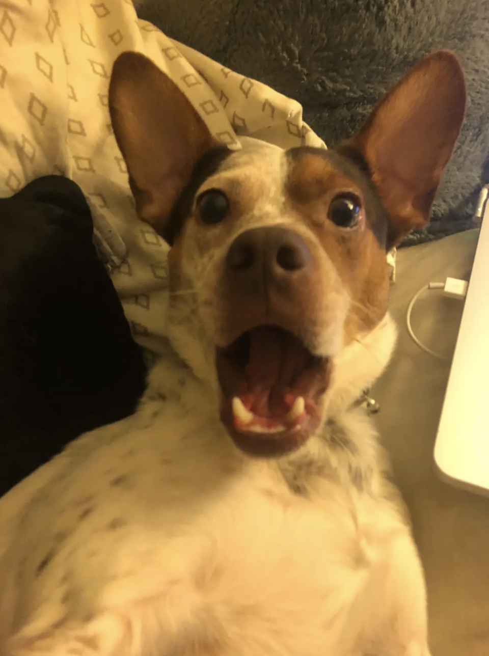 Close-up of a happy dog looking at the camera with its mouth open, indoors