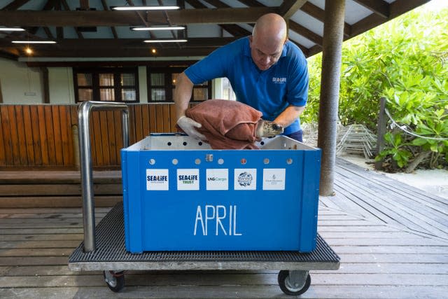 Mark Hind places April into a crate