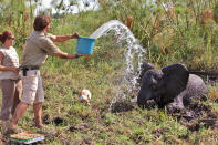 Buckets of water were splashed onto the elephant’s face, ears, and trunk to rinse away the mud that had caked on its head. The water also helped loosen the mud that had dried around its legs. (Caters News Agency)