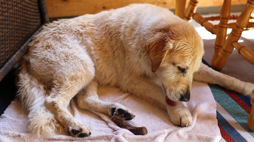 Dog licking