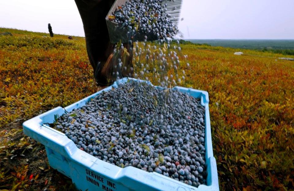 In this August 2018 file photo, a worker pours wild blueberries into a tray at a farm in Union, Maine. (AP Photo/Robert F. Bukaty, File)