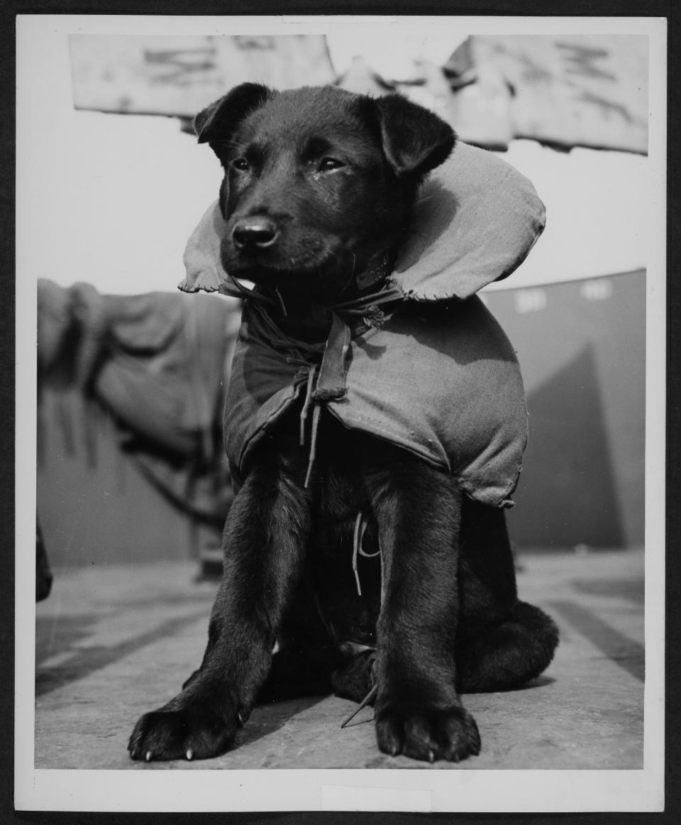 Blackout the dog wears a custom life jacket.