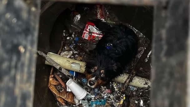 PHOTO: An Australian Shepherd named Seamus is lucky to be alive after he was swept away by floodwaters in San Bernardino, California, only to be reunited with his owner hours later thanks an Apple AirTag that helped locate him on Monday, Jan. 16, 2023. (San Bernardino County Fire / Facebook)