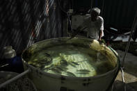 Arthur Lee, owner of MoVertical Farm, prepares to deliver his fish to market at his farm in Hong Kong's rural Yuen Long, Tuesday, Sept. 22, 2020. After a career making the shipping containers that transport untold tons of freight around the world, Lee has stuck with the metal boxes in retirement, now by repurposing them as farming environments for raising crops and fish. (AP Photo/Kin Cheung)