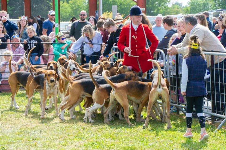 East Anglian Daily Times: The dogs in the Parade of Hounds are known for their friendly natures. Image: Charlotte Bond