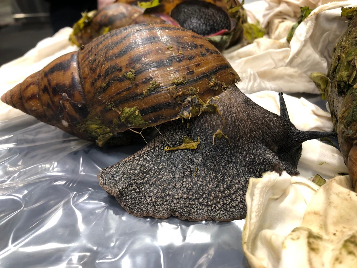 Giant African Land Snail