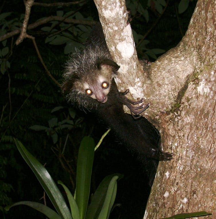 An aye aye clings to a tree at night