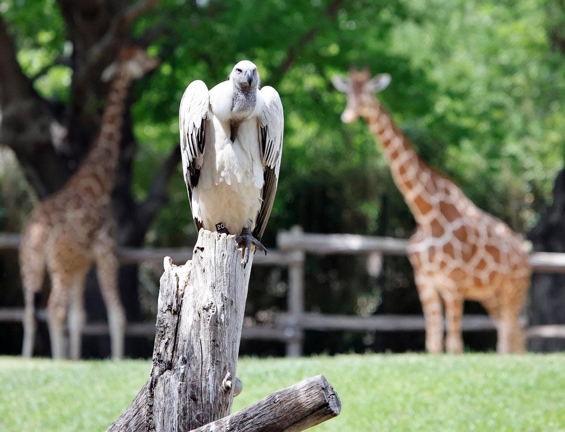 Giraffe’s just seemed to take it all in stride during the total solar eclipse at the Fort Worth Zoo in Fort Worth, Texas, Monday Apr 08, 2024.