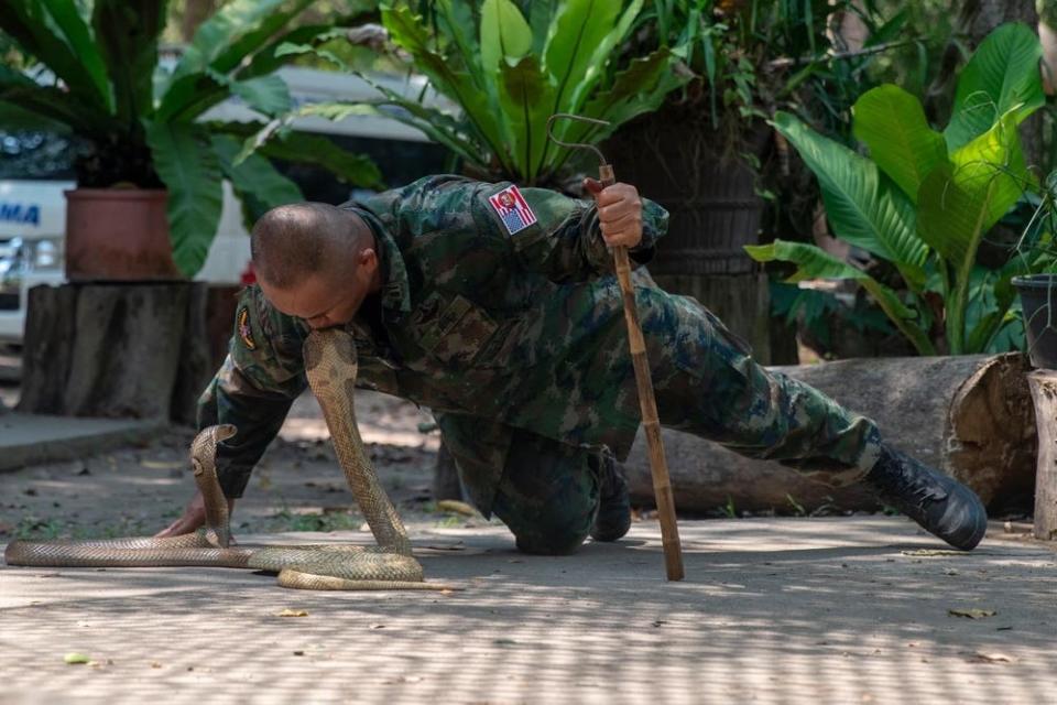 Ein Ausbilder der Königlich Thailändischen Marine küsst den Kopf einer Monokelkobra während einer Dschungelüberlebensdemonstration bei der Übung Cobra Gold in Sattahip, Provinz Chonburi, Thailand. - Copyright: US Marine Corps Foto von Patrick Katz