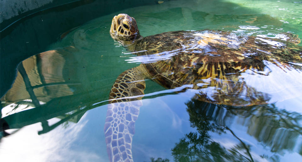 Green turtle swimming in pool at Taronga Zoo.