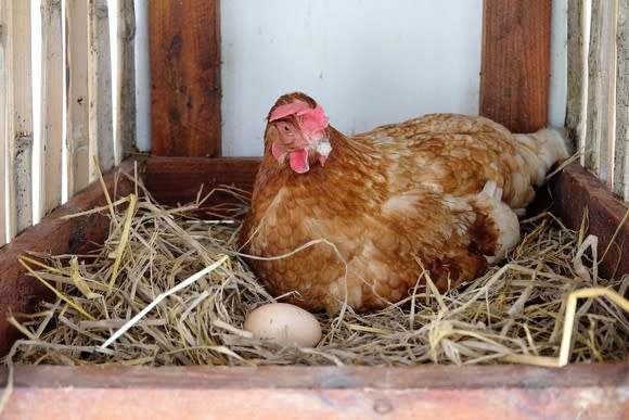 Hen with egg in nesting box