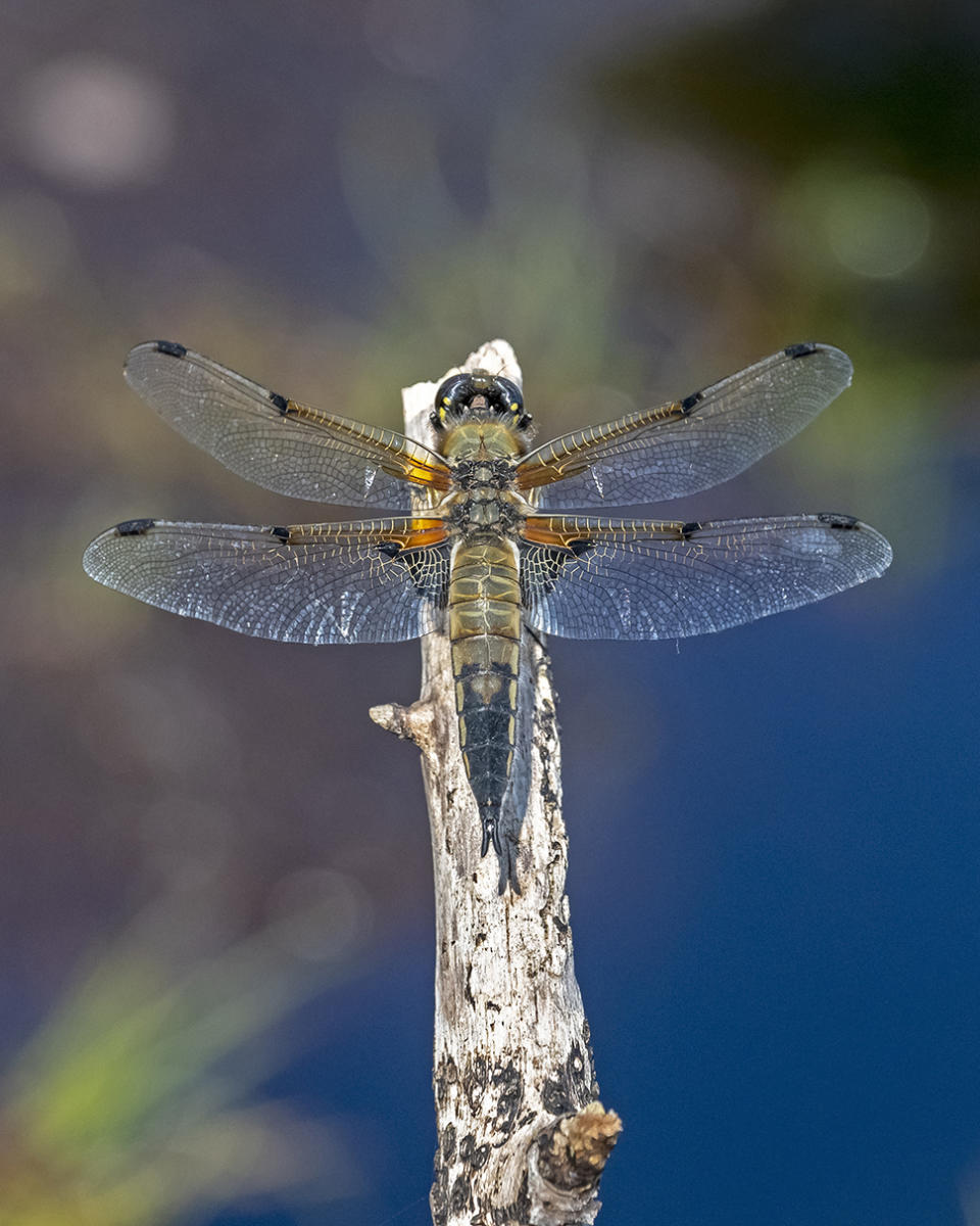 Insect macro photography by Nigel A Ball