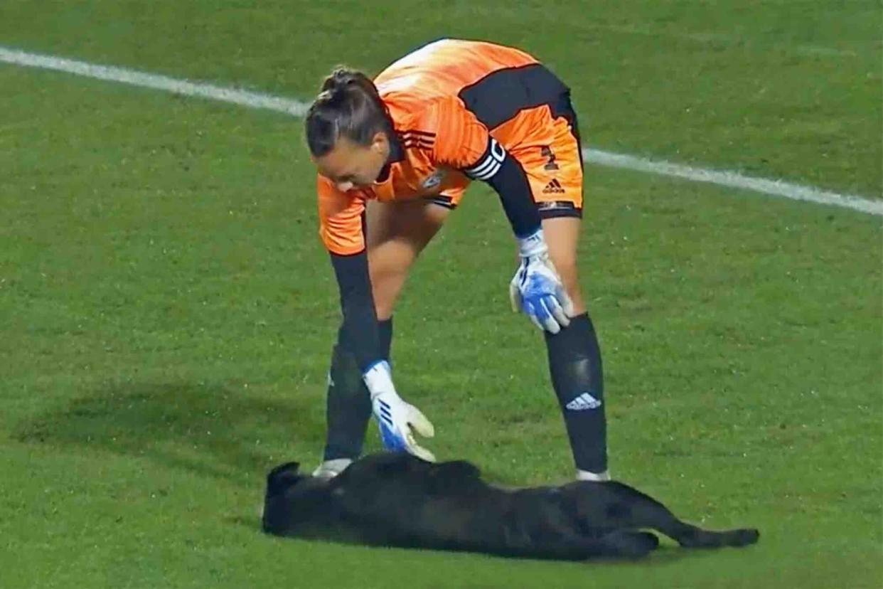 dog interrupts Chile soccer match