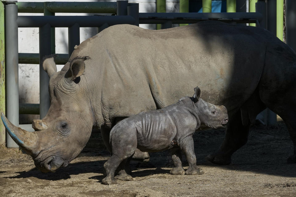 Silverio, un rinoceronte blanco de 12 días de nacido, de pie junto a su madre Hannah, durante su presentación en el zoológico Buin de Santiago de Chile, el martes 2 de julio de 2024. El nacimiento del bebé rinoceronte es el tercero de esta especie en peligro de extinción que nace en Buin. (AP Foto/Esteban Félix)