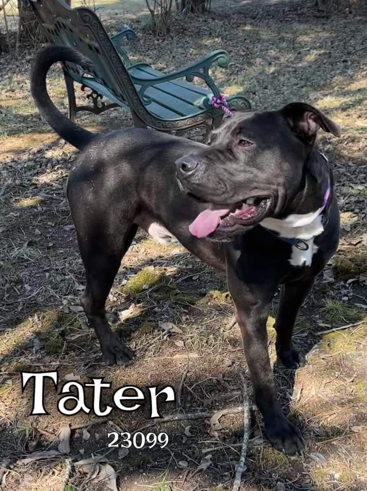 Tater has been at the shelter since October 2021, according to shelter information on Facebook.