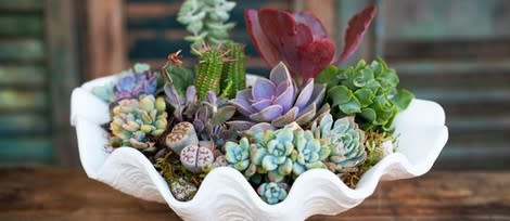 Simply Succulents