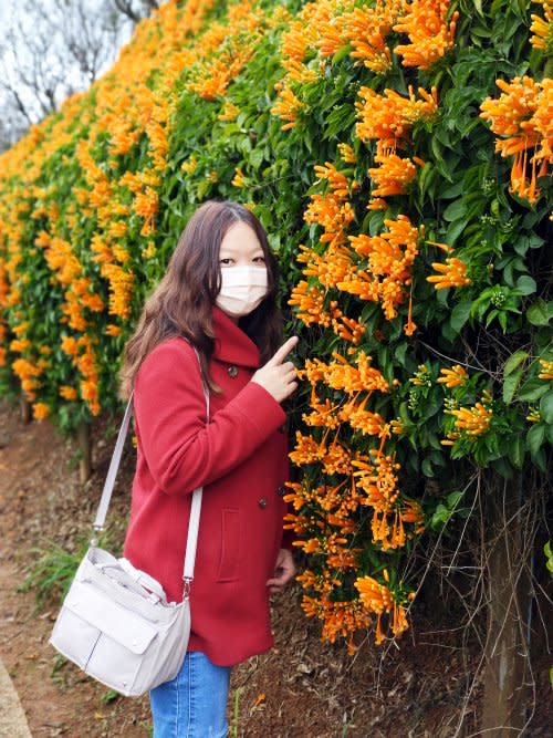 苗栗銅鑼｜銅鑼炮仗花海公園