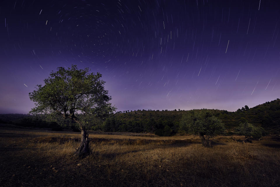 Olivos Foto: Getty