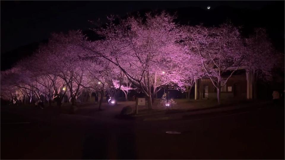 武陵農場夜櫻點燈景色浪漫　賞花迷別錯過！預估2/21達到滿開